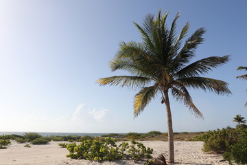 Palmera en la playa