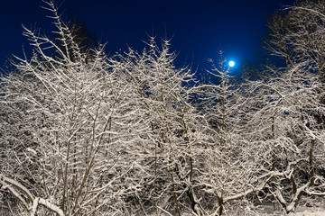 Winter beautiful landscape. The moon shines on the blue sky. Night nature with trees in the snow. A lot of fluffy snow.