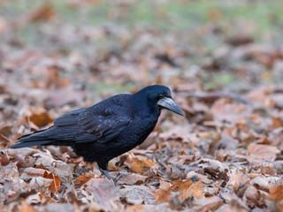 Portrait of Eurasian rook (Corvus frugilegus). Rook on earth looking for food.