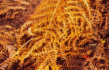 golden ferns