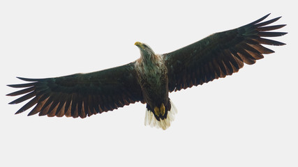 Sea eagle