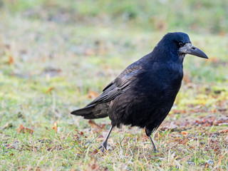 Obraz premium Portrait of Eurasian rook (Corvus frugilegus). Rook on earth looking for food.