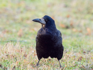 Portrait of Eurasian rook (Corvus frugilegus). Rook on earth looking for food.
