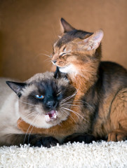 cat of somali breed licks ear of thai cat..