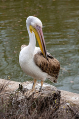 Beautiful Pink Pelican (Pelecanus onocrotalus)  Rare bird species