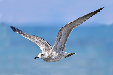 Armenian gull (Larus armenicus) in flight over blue sky