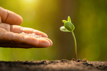 Hand giving fertilizer to young green sprout growing in soil on Green nature blur background.