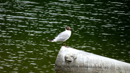 black-headed gul on a tree bark