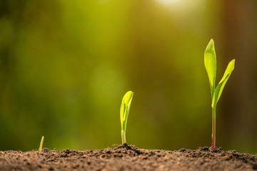 Green sprout of corn tree growing in soil with outdoor sunlight and green blur background. Agriculture, Growing or environment concept
