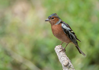 Common Chaffinch (Fringilla coelebs) sitting on a branch in nature.