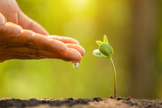 Hand Giving Water To Young Green Sprout Growing In Soil On Green Nature Blur Background