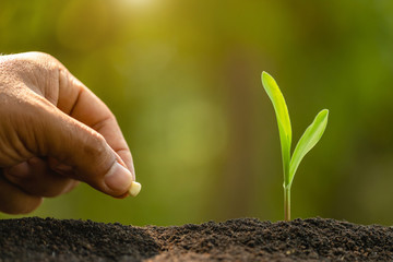 Farmer's hand planting seeds of corn tree in soil. Agriculture, Growing or environment concept