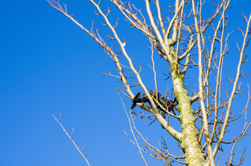 Pocket drone that flew out of control is stuck in tree branches without leaves. clear blue sky with...