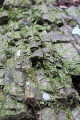 岩　苔