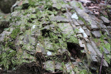 岩　苔