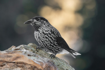Spotted Nutcracker (Nucifraga caryocatactes) sitting on the perch