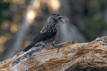 Spotted Nutcracker (Nucifraga caryocatactes) in winter forest.
