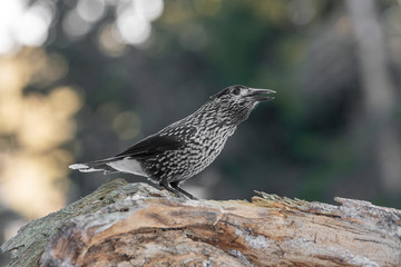 Spotted Nutcracker (Nucifraga caryocatactes) sitting on the perch