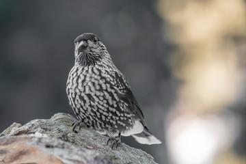 Spotted Nutcracker (Nucifraga caryocatactes) sitting on the perch