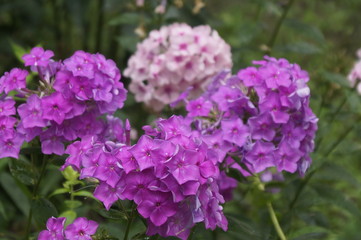 purple flowers in the garden