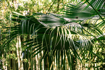 Obraz na płótnie Canvas Livistona chinensis is a species of subtropical palm tree is close