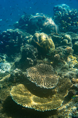 Unterwasseraufnahmen: Fische, Korallen