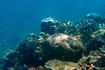 Unterwasseraufnahmen: Fische, Korallen