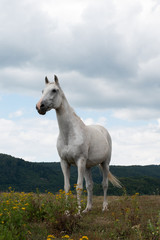 Obraz premium Ridding Club LOLA Slovakia