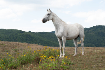 Fototapeta premium Ridding Club LOLA Slovakia