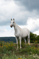 Ridding Club LOLA Slovakia