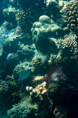 Unterwasseraufnahmen: Fische, Korallen