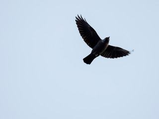 The western jackdaw (Coloeus monedula) in flight.