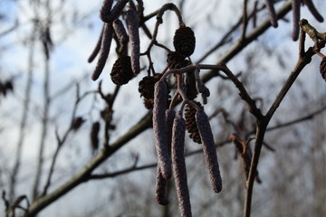 Alnus glutinosa - old and new flowers of black alder in January