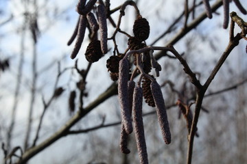 Alnus glutinosa - old and new flowers of black alder in January