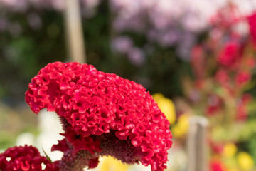 Cockscomb flowers are blooming beautifully in the garden.