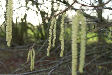 the hazel shrub (Corylus avellana) begins to bloom in January