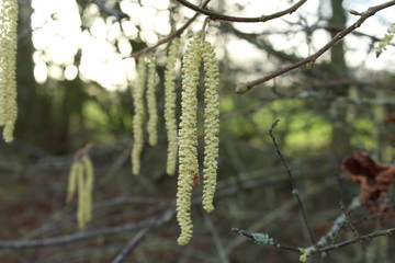 the hazel shrub (Corylus avellana) begins to bloom in January