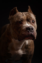 Dog breed American pit bull terrier. Dark background.