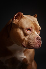 Dog breed American pit bull terrier. Dark background.