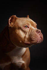 Dog breed American pit bull terrier. Dark background.