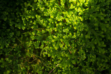 home garden and nature background from sunlight on beauty small tree (moss and fern)