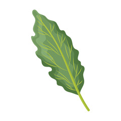 Leaf of cabbage vector icon.Cartoon vector icon isolated on white background leaf of cabbage .