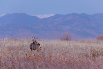 Buck Mule Deer in the Fall Rut in Colorado
