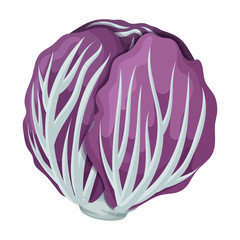 Fototapeta premium Cabbage vector icon.Cartoon vector icon isolated on white background cabbage.