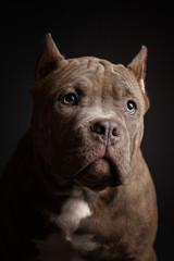 Fototapeta na wymiar Dog breed American pit bull terrier. Dark background.