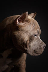 Dog breed American pit bull terrier. Dark background.