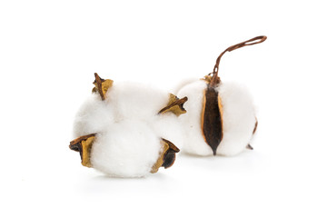 several flowers of cotton isolated on a white background