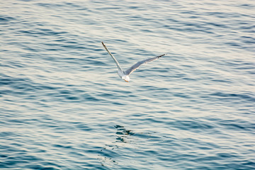 Seagull flies above sea, Solta, Croatia