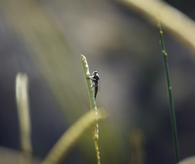 flying bug