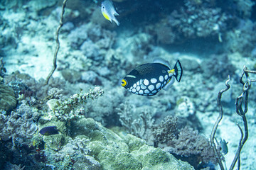 Unterwasseraufnahmen: Fische, Korallen